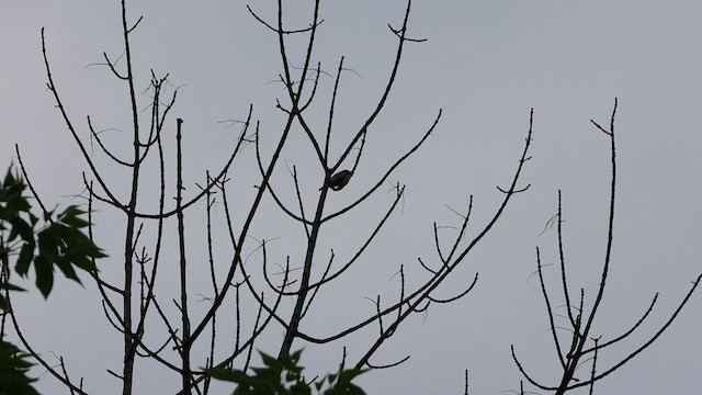 Cerulean Warbler - ML620070276
