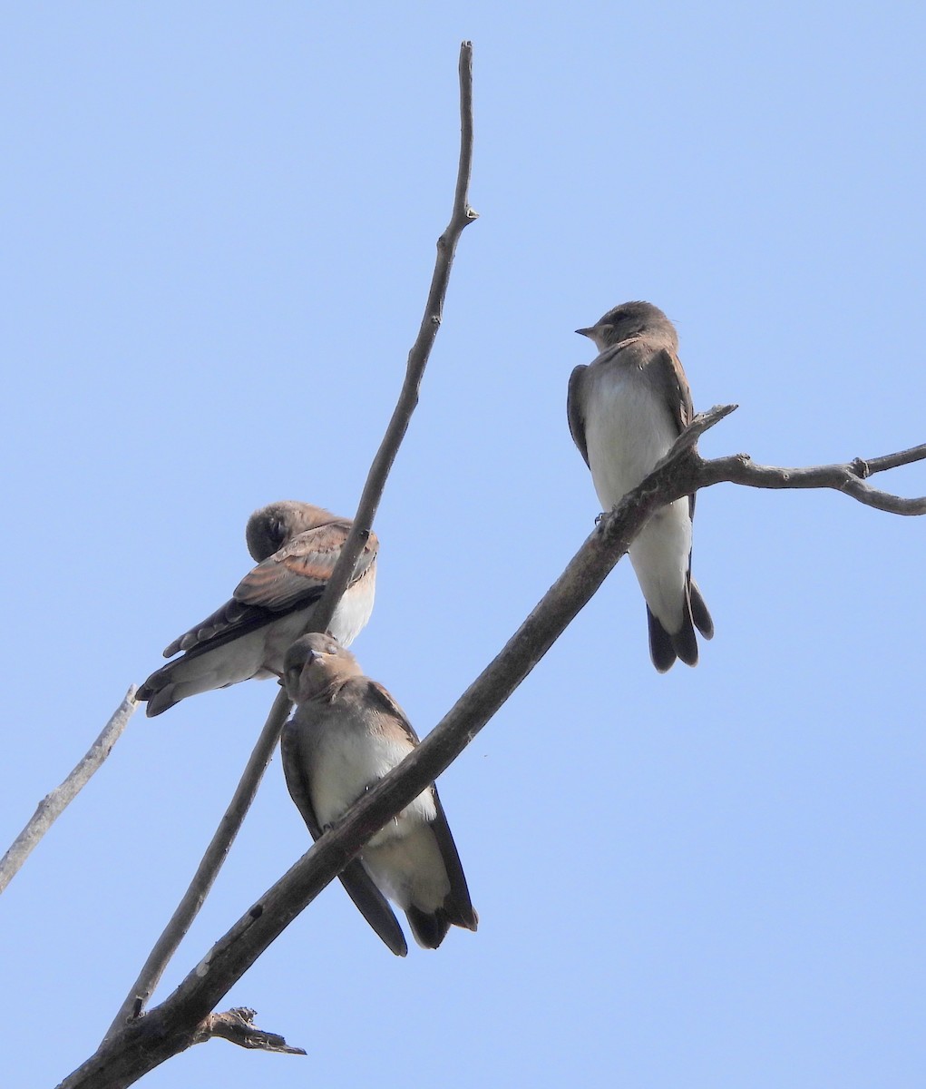 Northern Rough-winged Swallow - ML620070308
