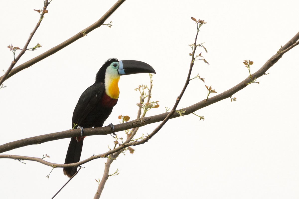 Channel-billed Toucan - Jerome Foster