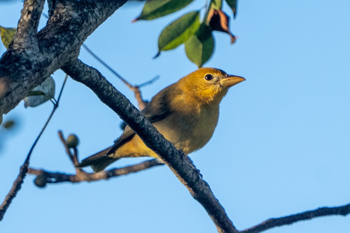 Summer Tanager - ML620070313