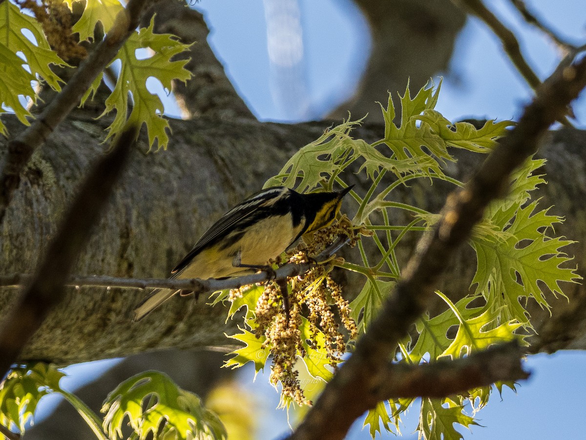 Black-throated Green Warbler - ML620070326