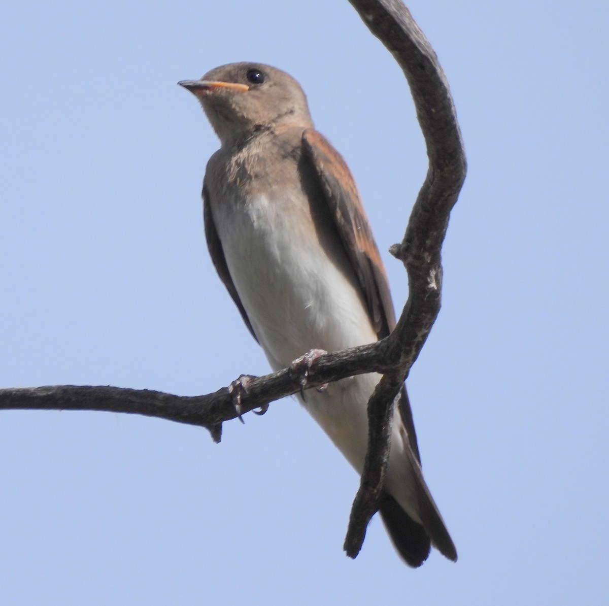 Northern Rough-winged Swallow - ML620070333