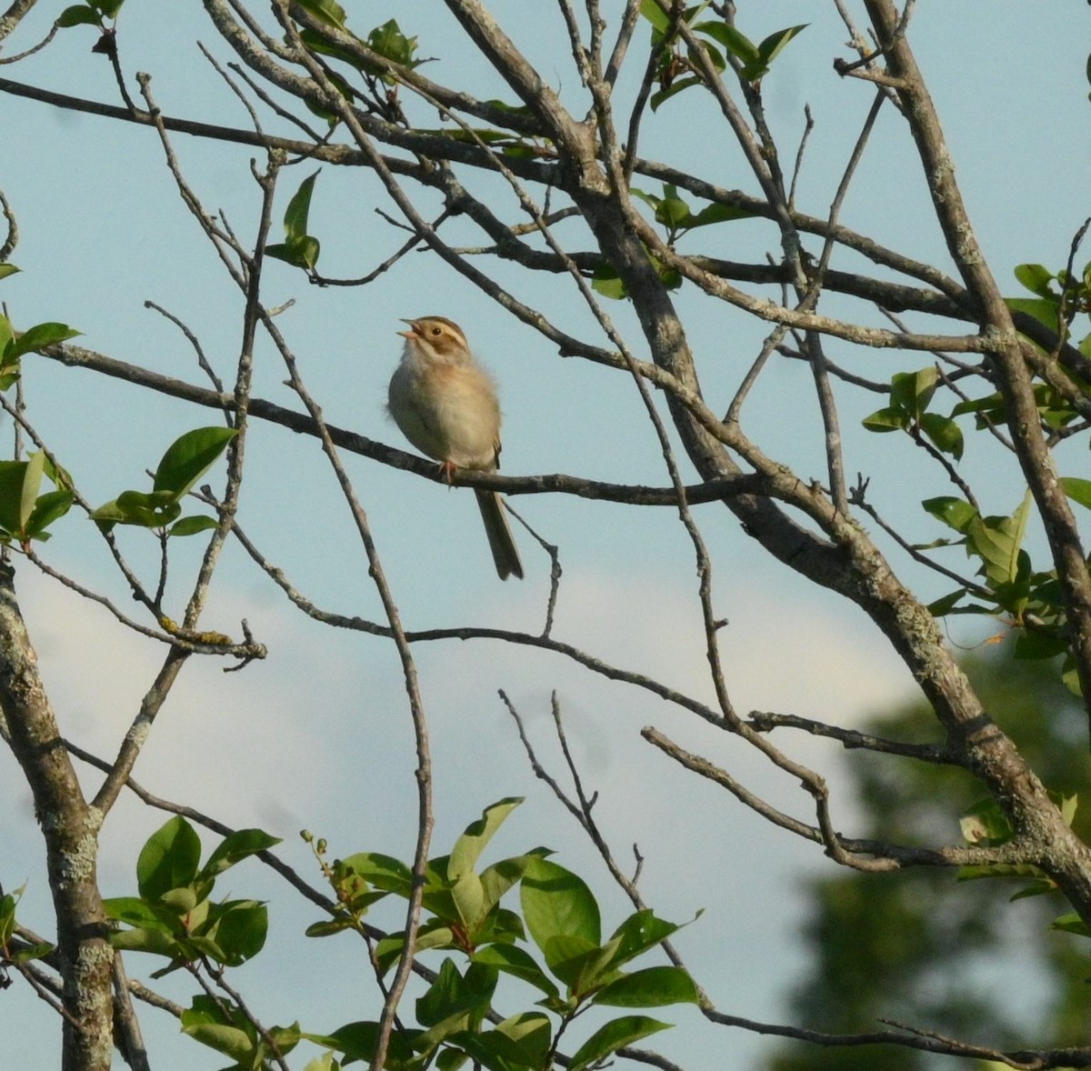 Clay-colored Sparrow - ML620070369
