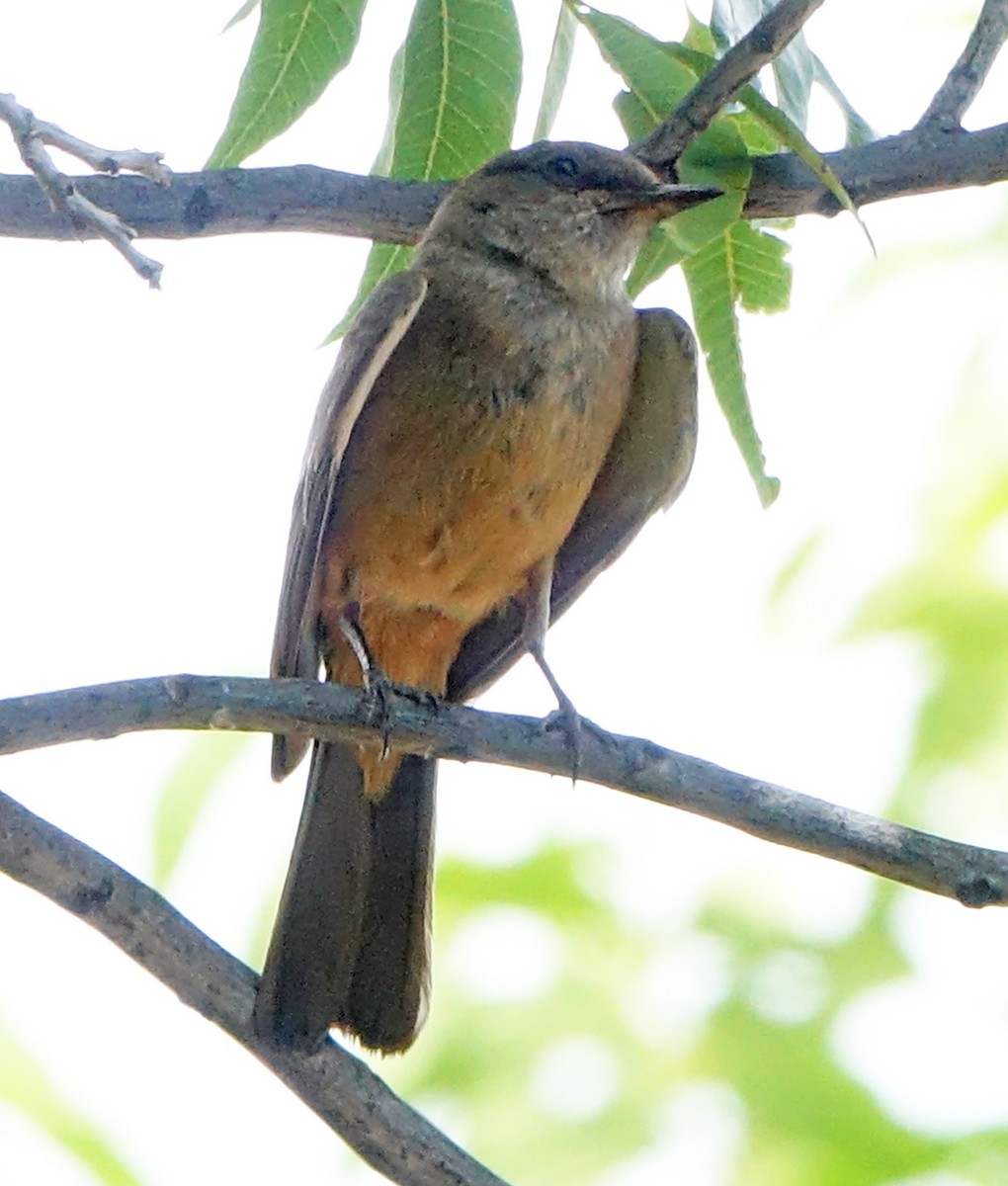 Mosquero Llanero - ML620070397