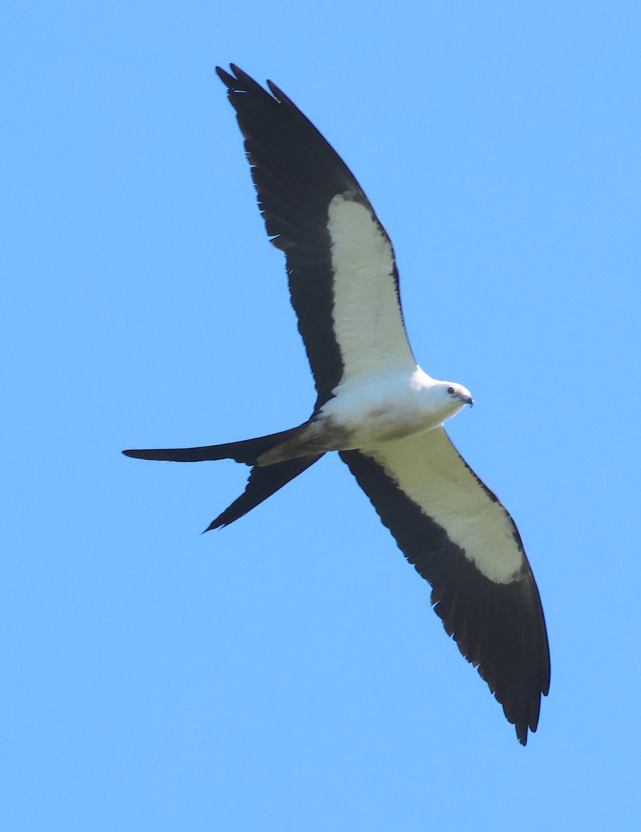 Swallow-tailed Kite - ML620070399