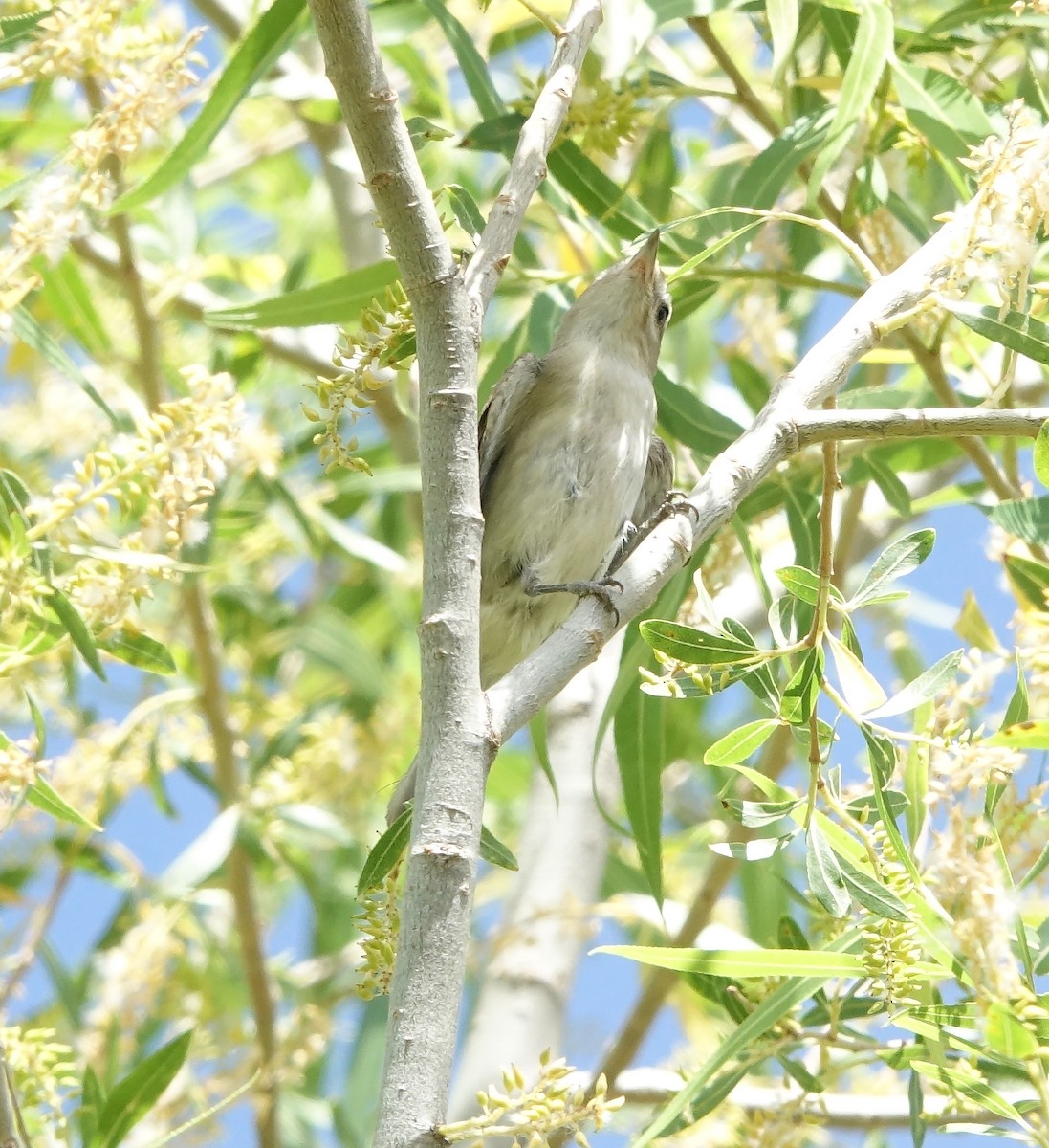 Ötücü Vireo - ML620070409