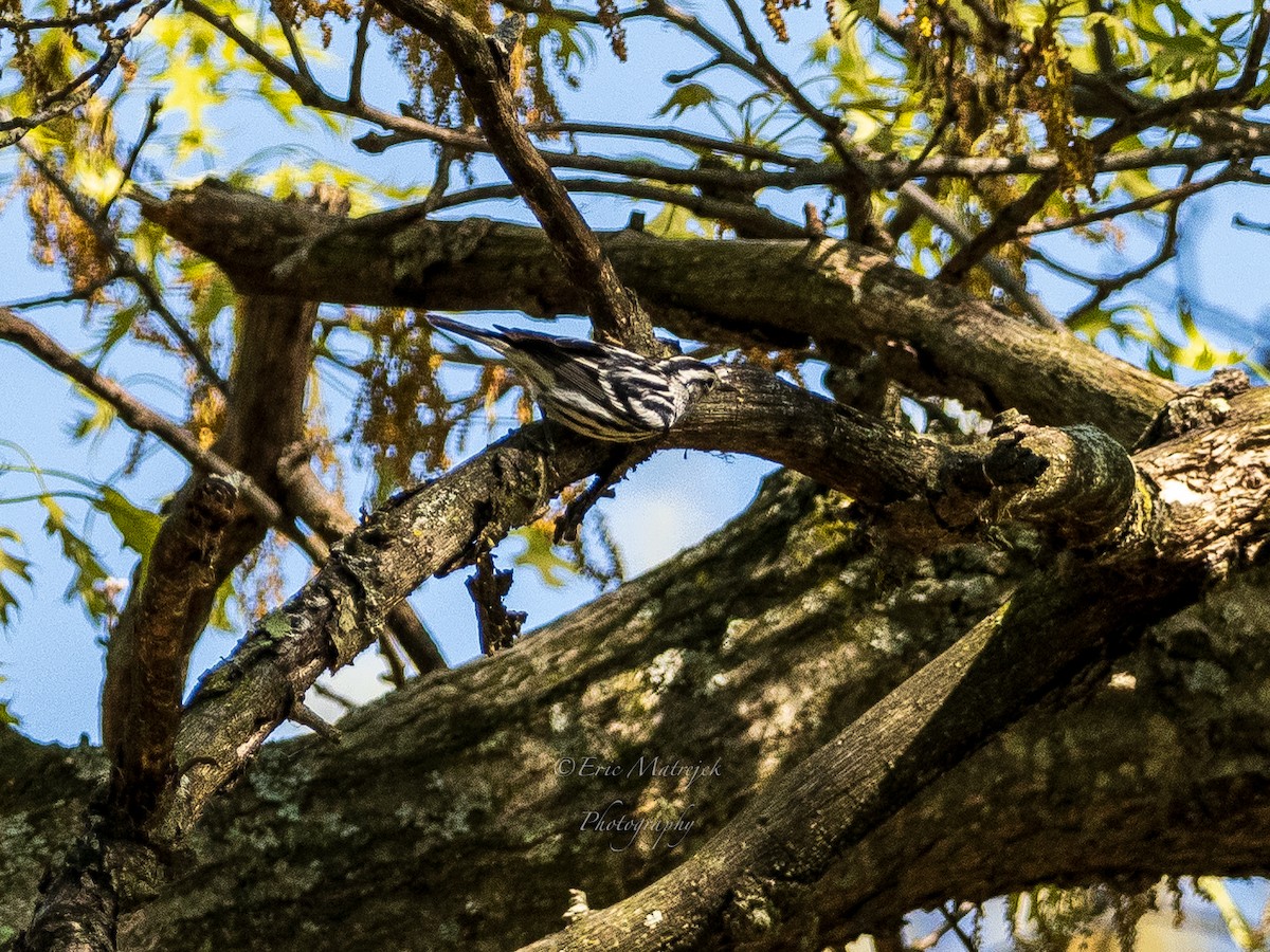 Black-and-white Warbler - ML620070415