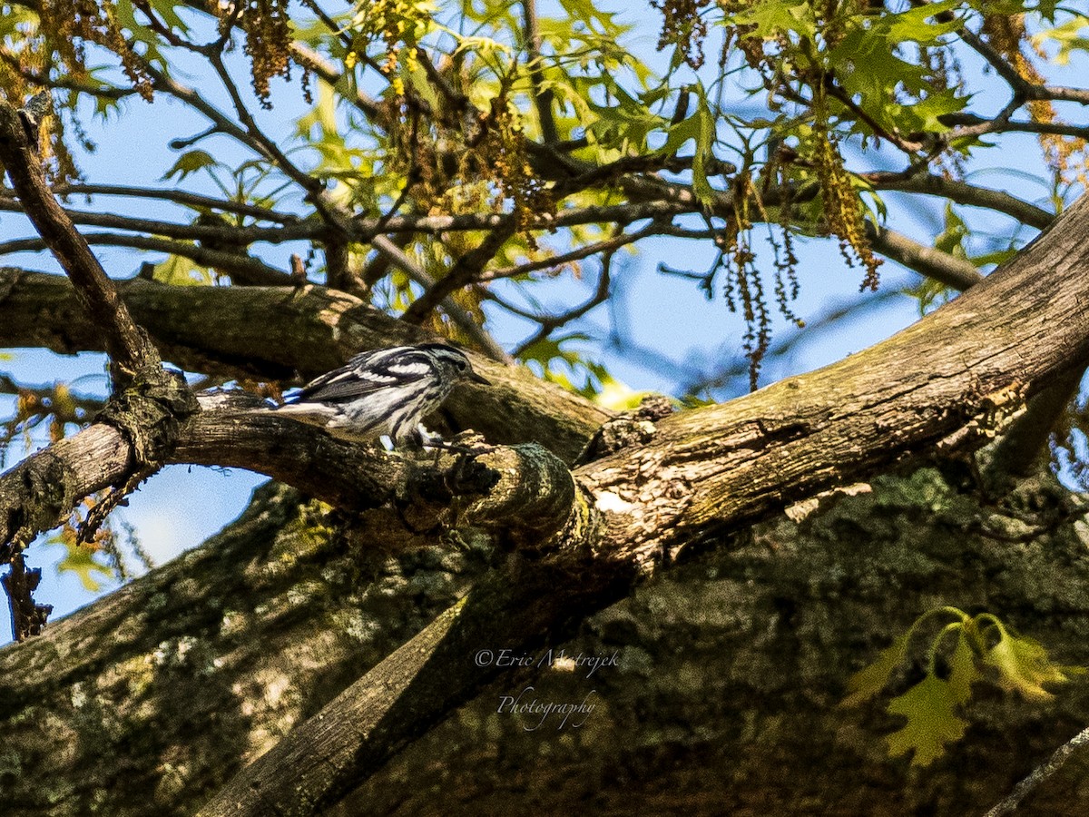 Black-and-white Warbler - ML620070416