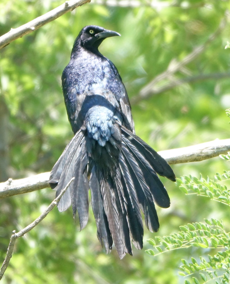 Great-tailed Grackle - ML620070420