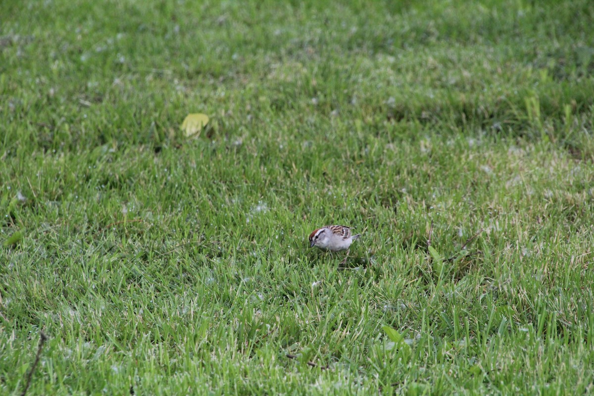 Chipping Sparrow - ML620070441