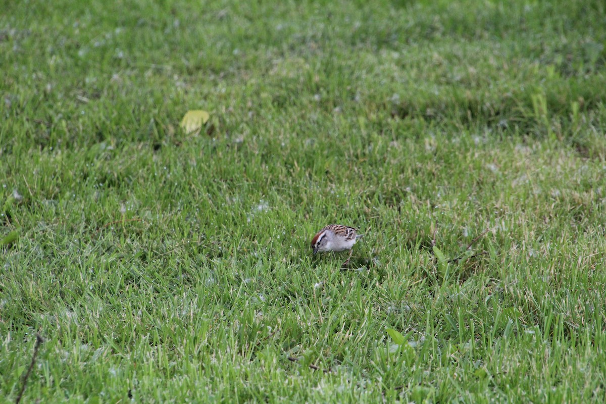Chipping Sparrow - ML620070442