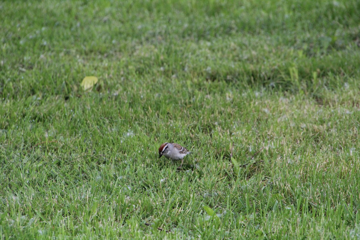 Chipping Sparrow - ML620070443
