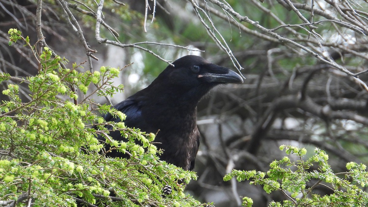Common Raven - ML620070494