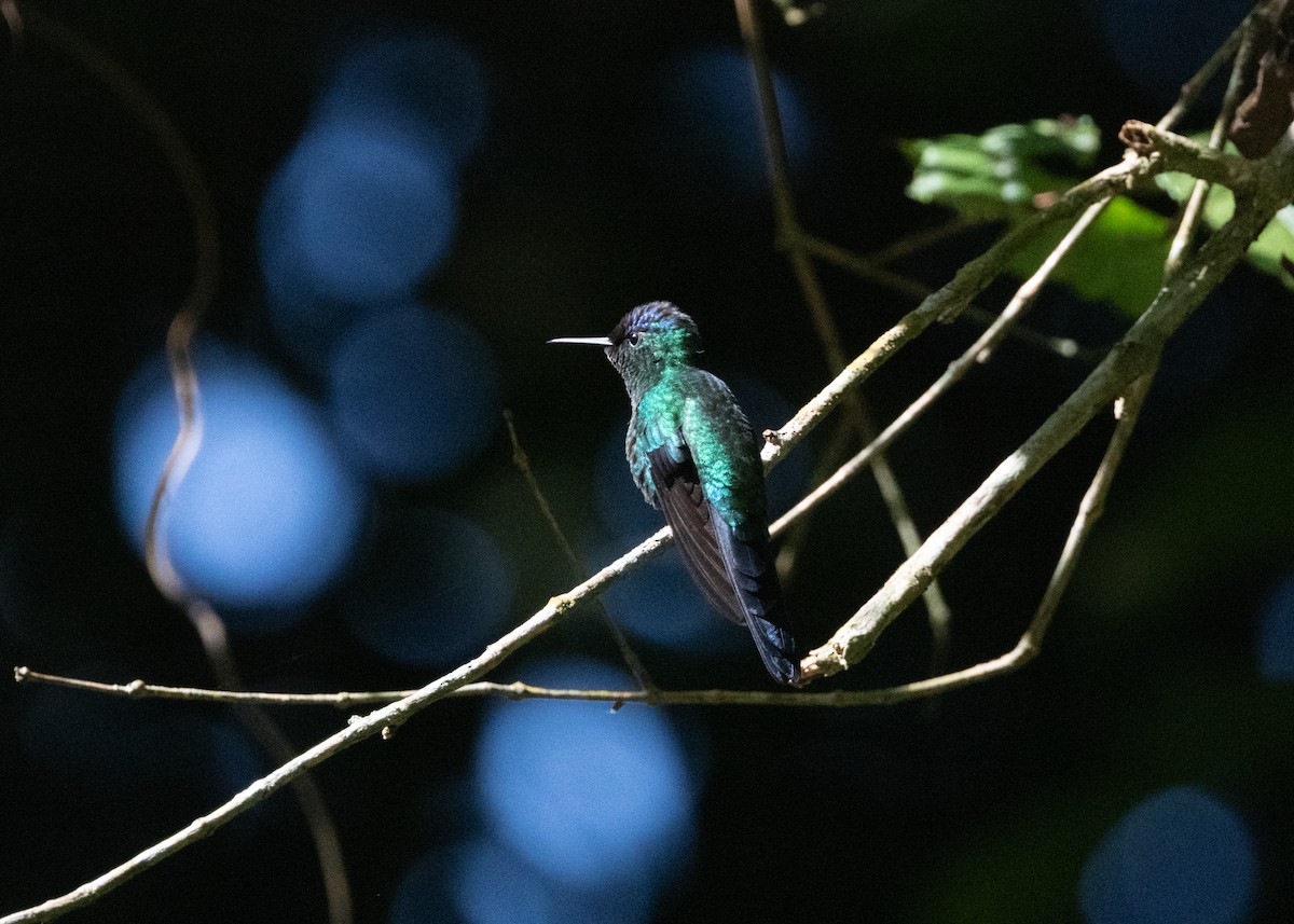 kolibřík fialovotemenný - ML620070514