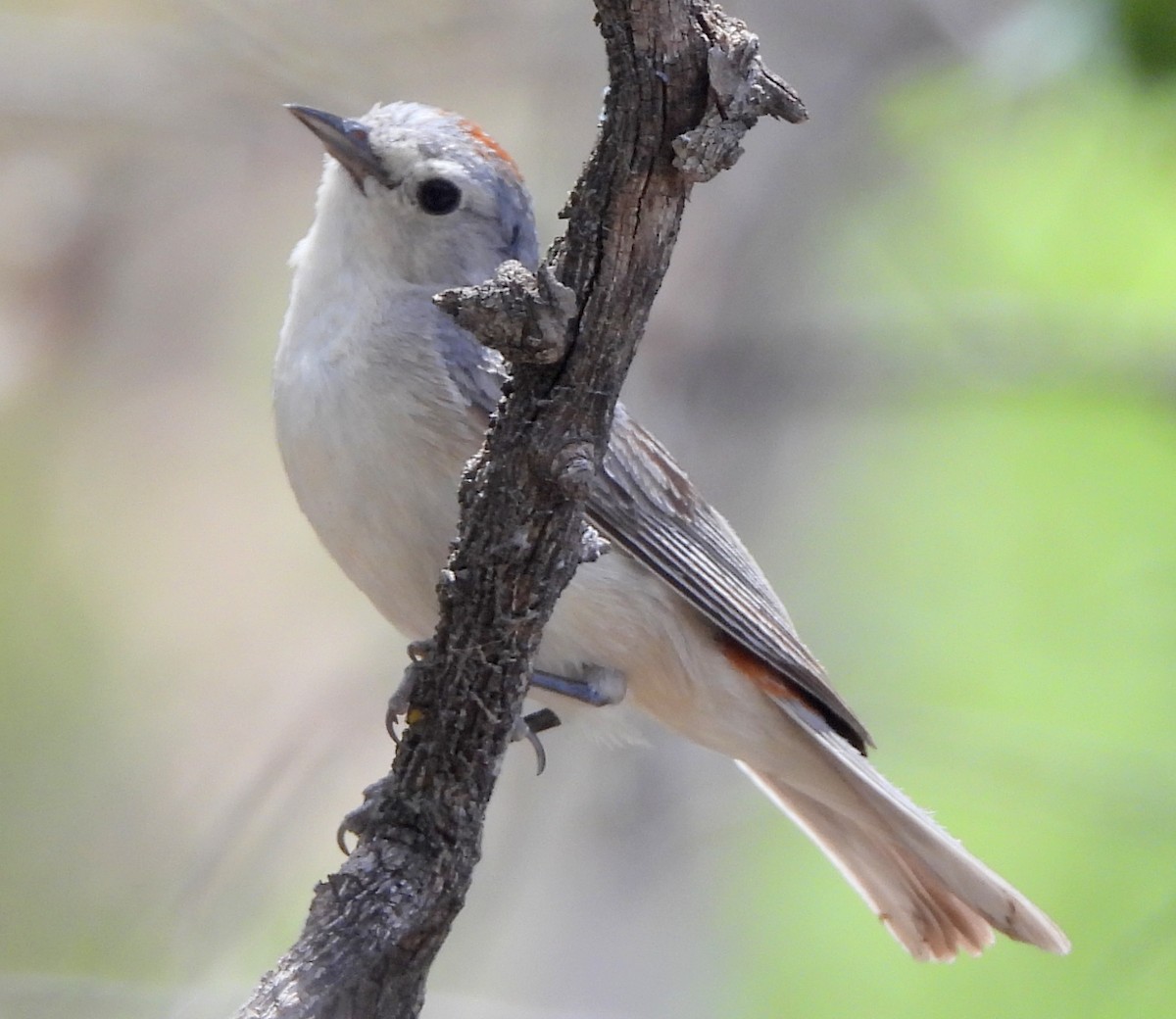 Lucy's Warbler - ML620070516