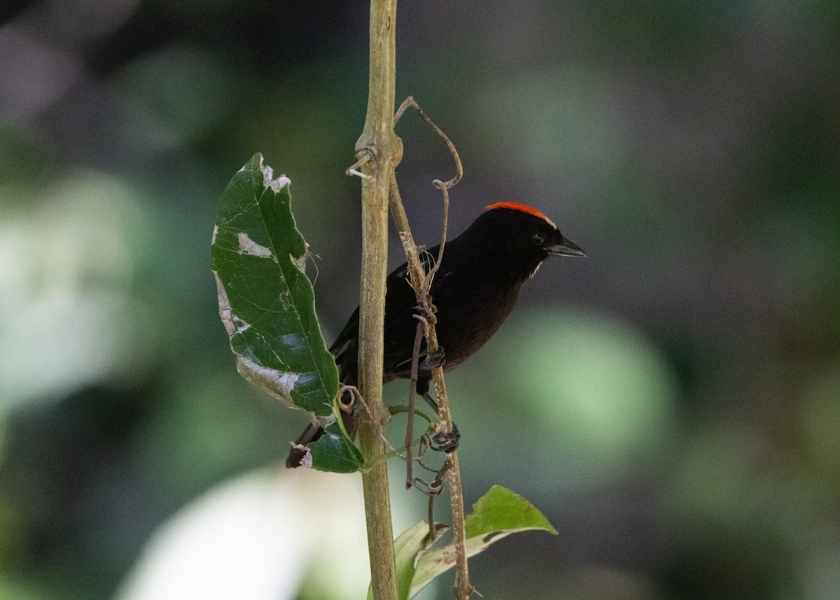 Flame-crested Tanager (Flame-crested) - ML620070534