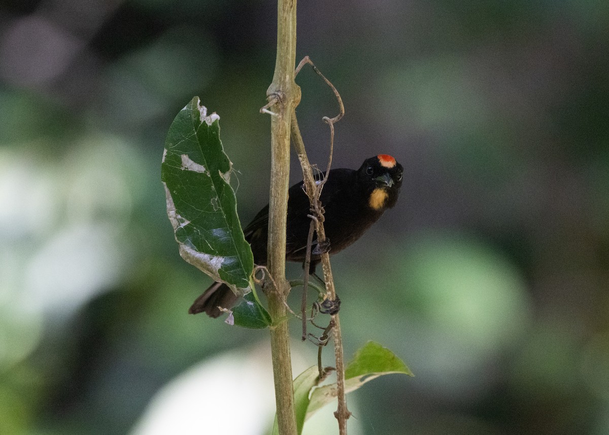 Flame-crested Tanager (Flame-crested) - ML620070537