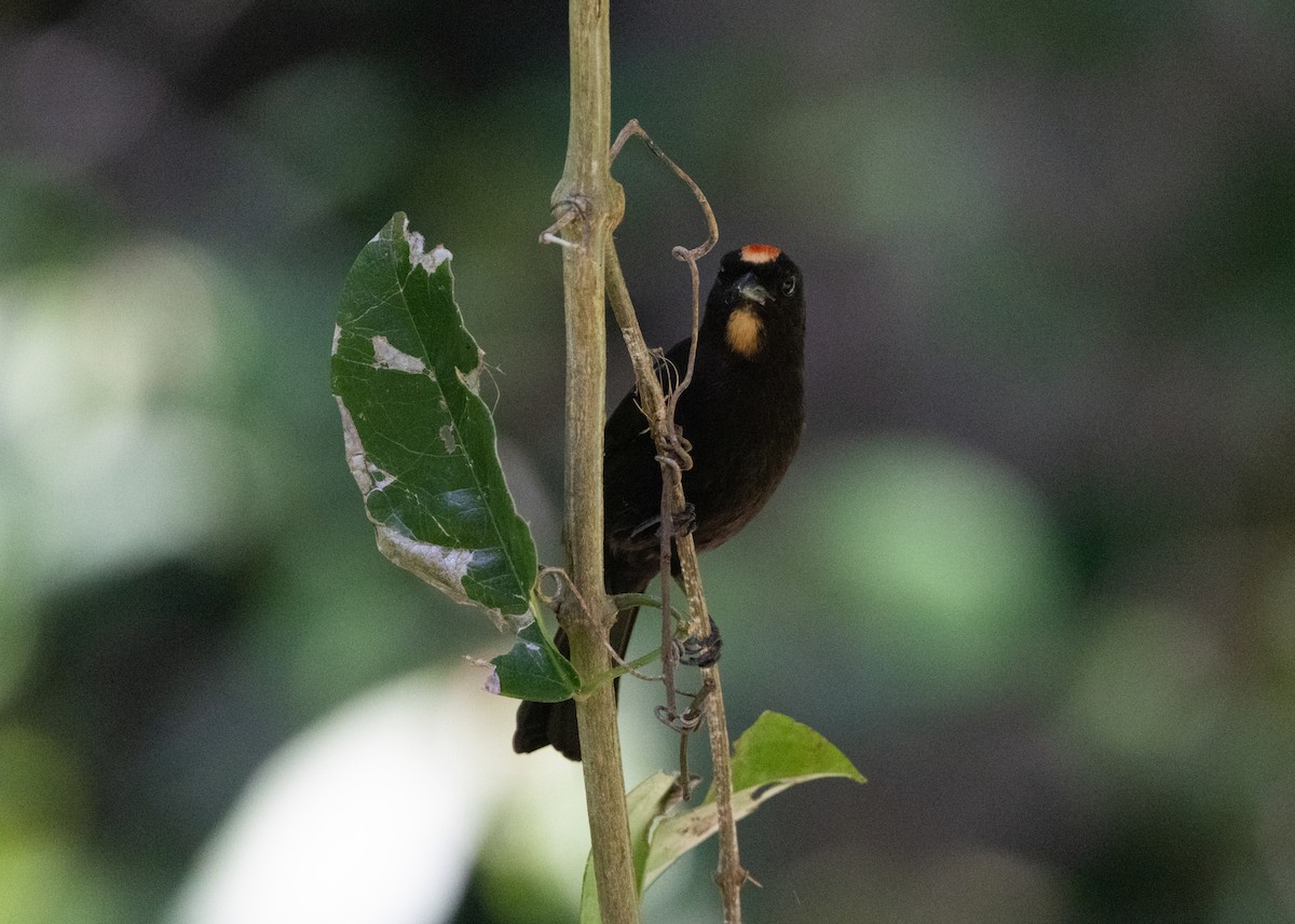 Flame-crested Tanager (Flame-crested) - ML620070543