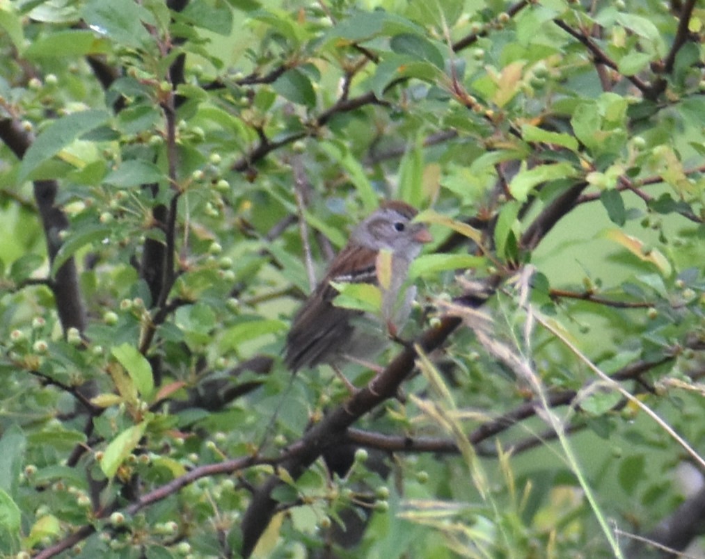 Field Sparrow - ML620070550