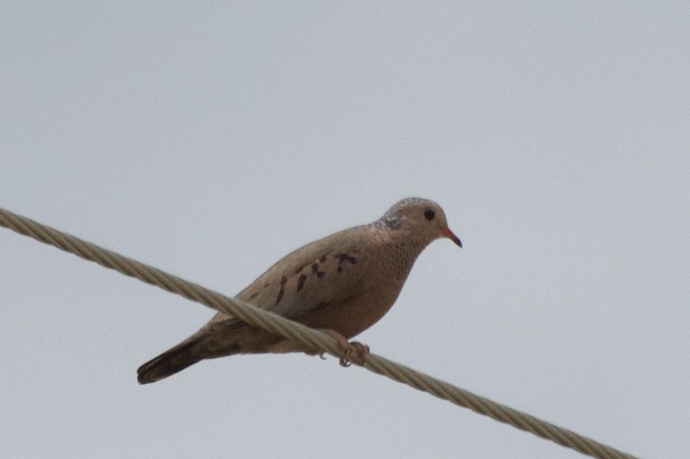 Common Ground Dove - ML620070555