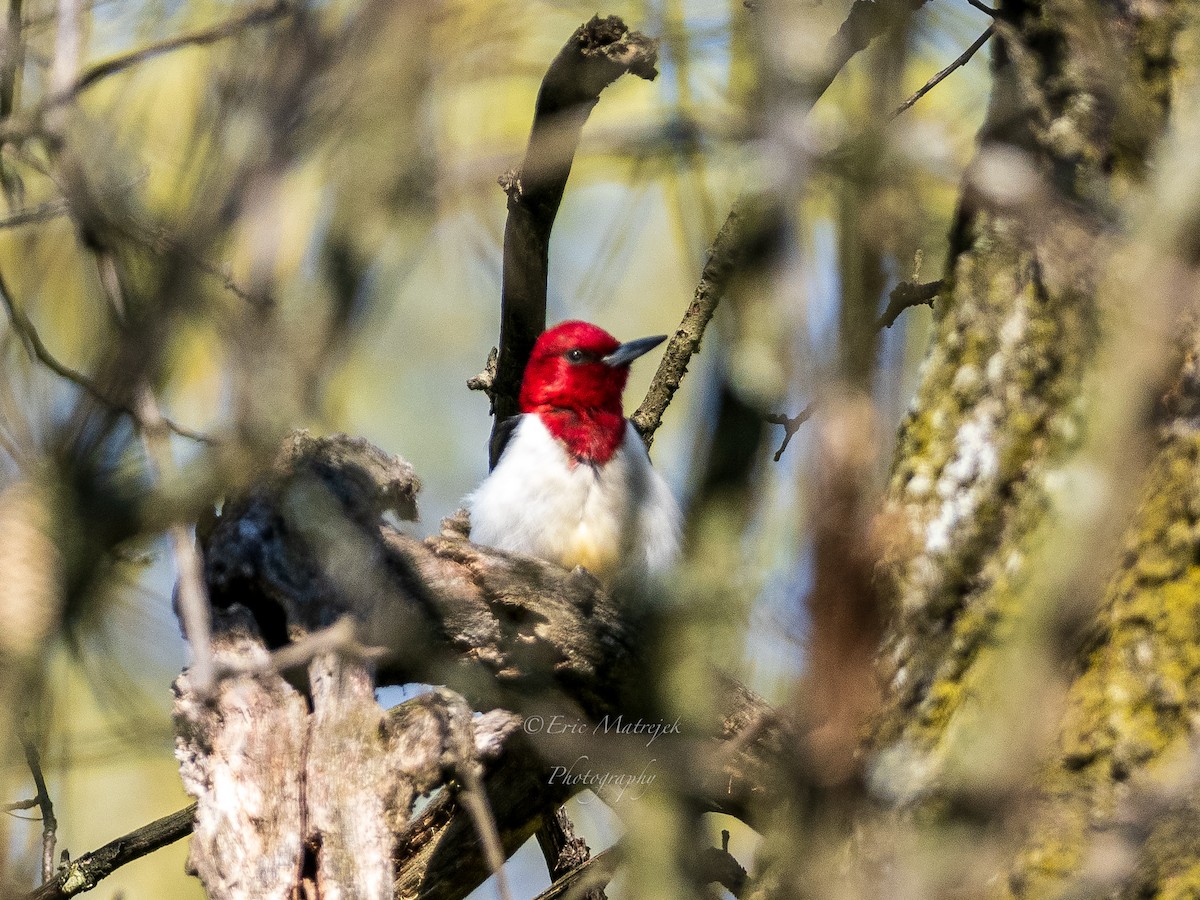 Red-headed Woodpecker - ML620070562