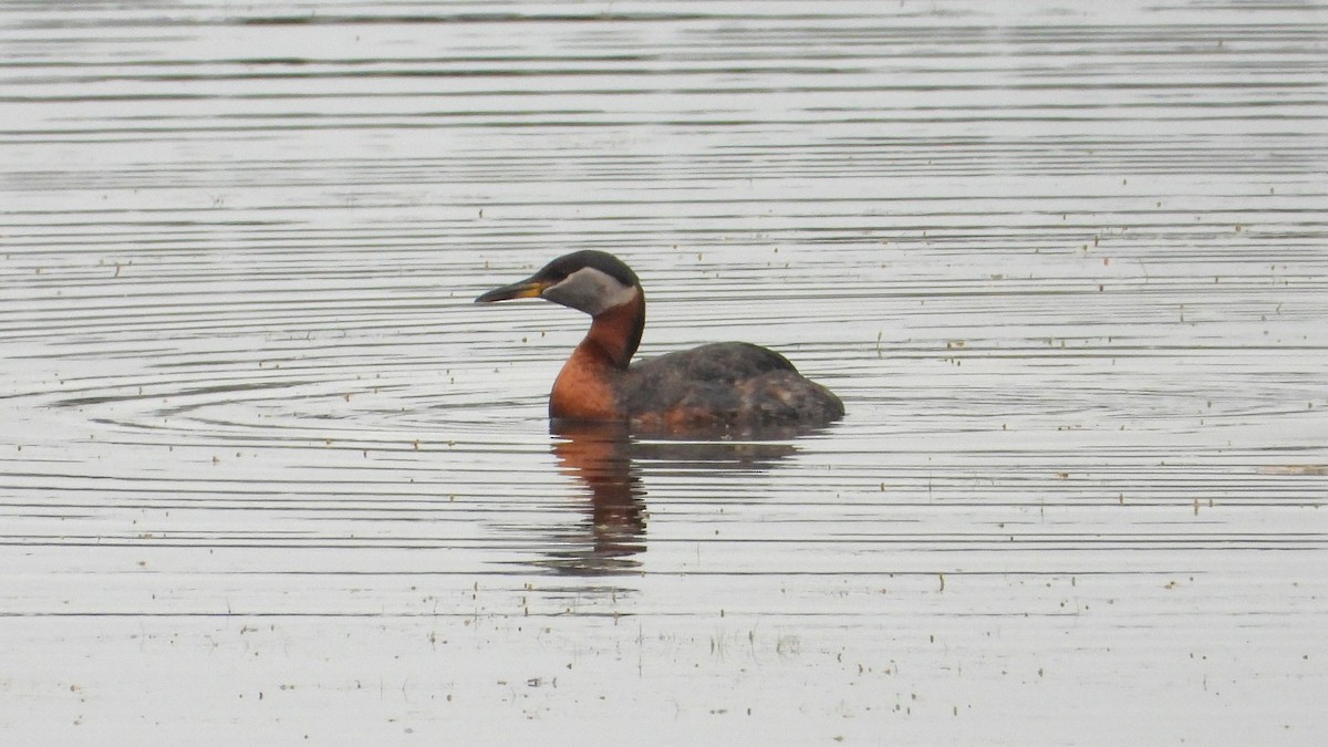 Red-necked Grebe - ML620070563