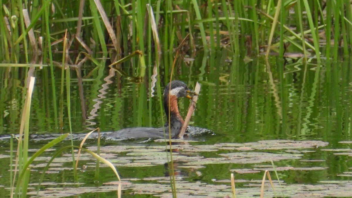 Red-necked Grebe - ML620070564
