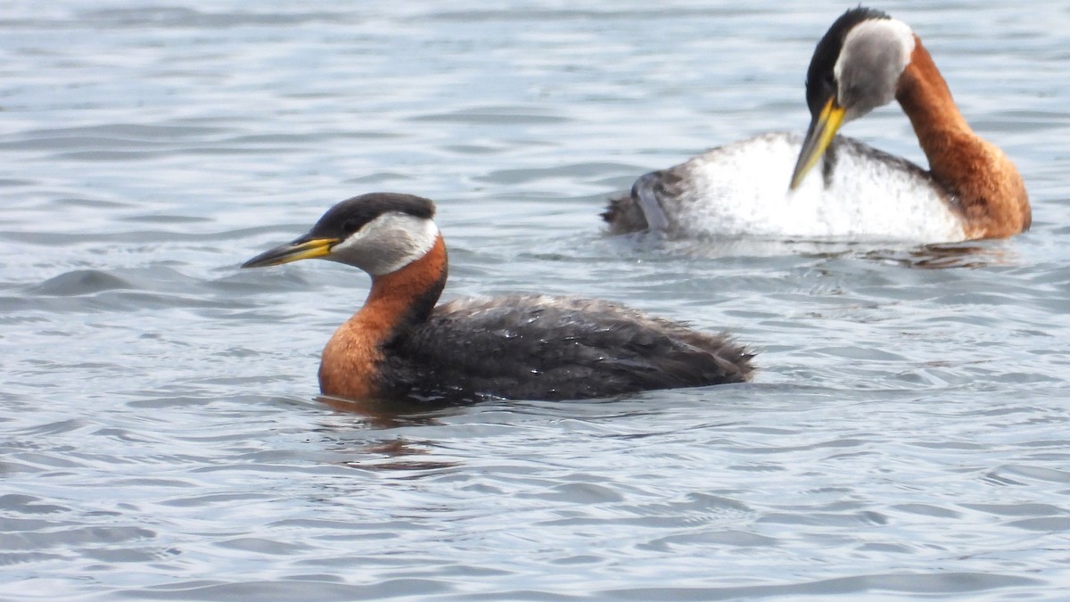 Red-necked Grebe - ML620070566