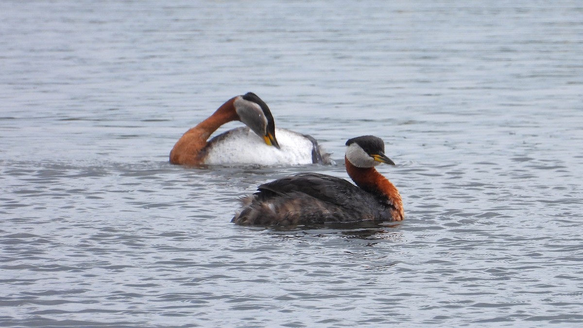 Red-necked Grebe - ML620070567