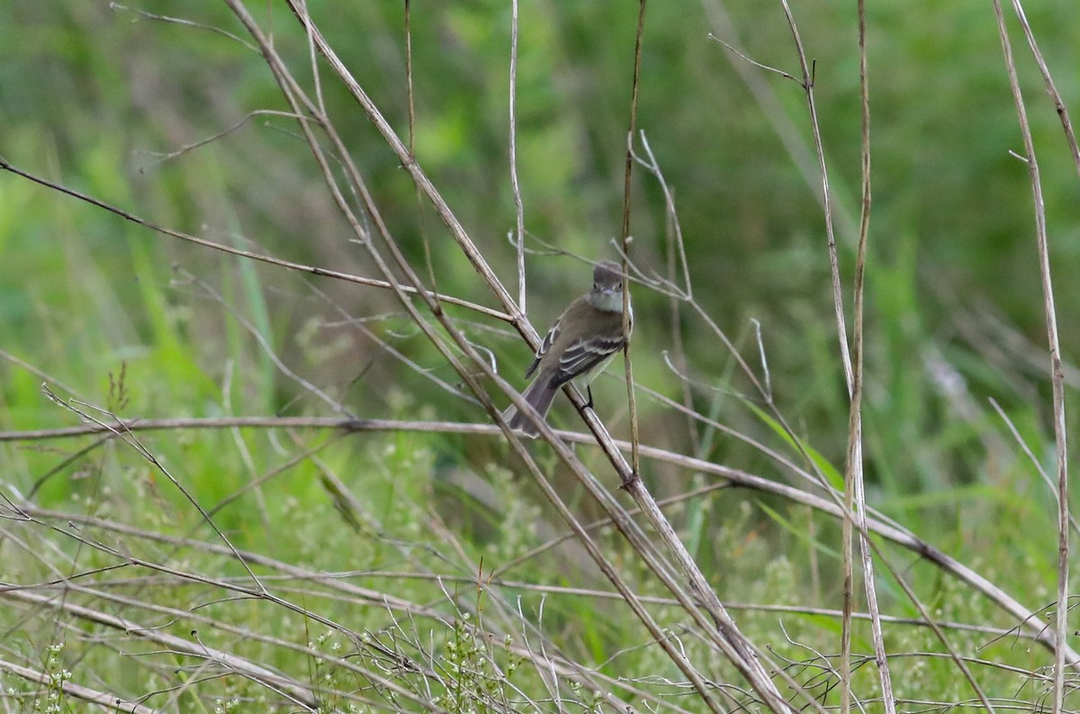 Willow Flycatcher - Debbie Parker