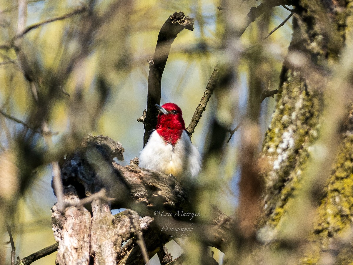 Red-headed Woodpecker - ML620070583