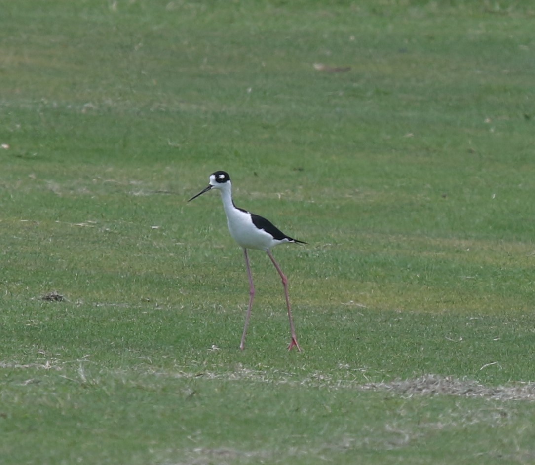 Black-necked Stilt - ML620070606