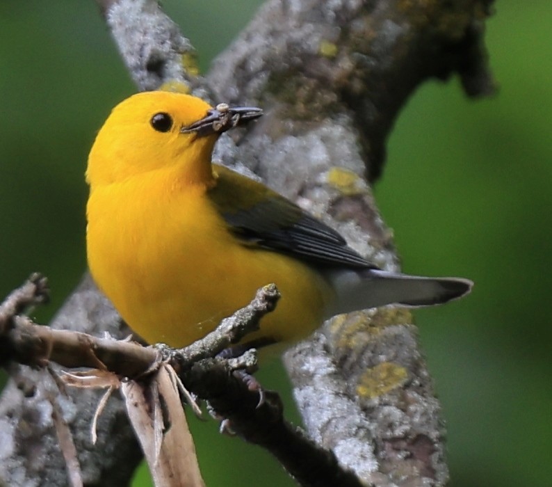 Prothonotary Warbler - ML620070618
