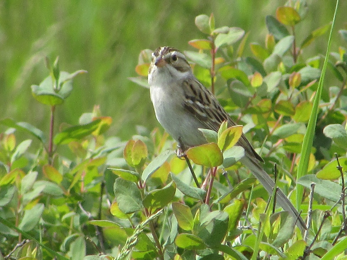 Clay-colored Sparrow - ML620070620