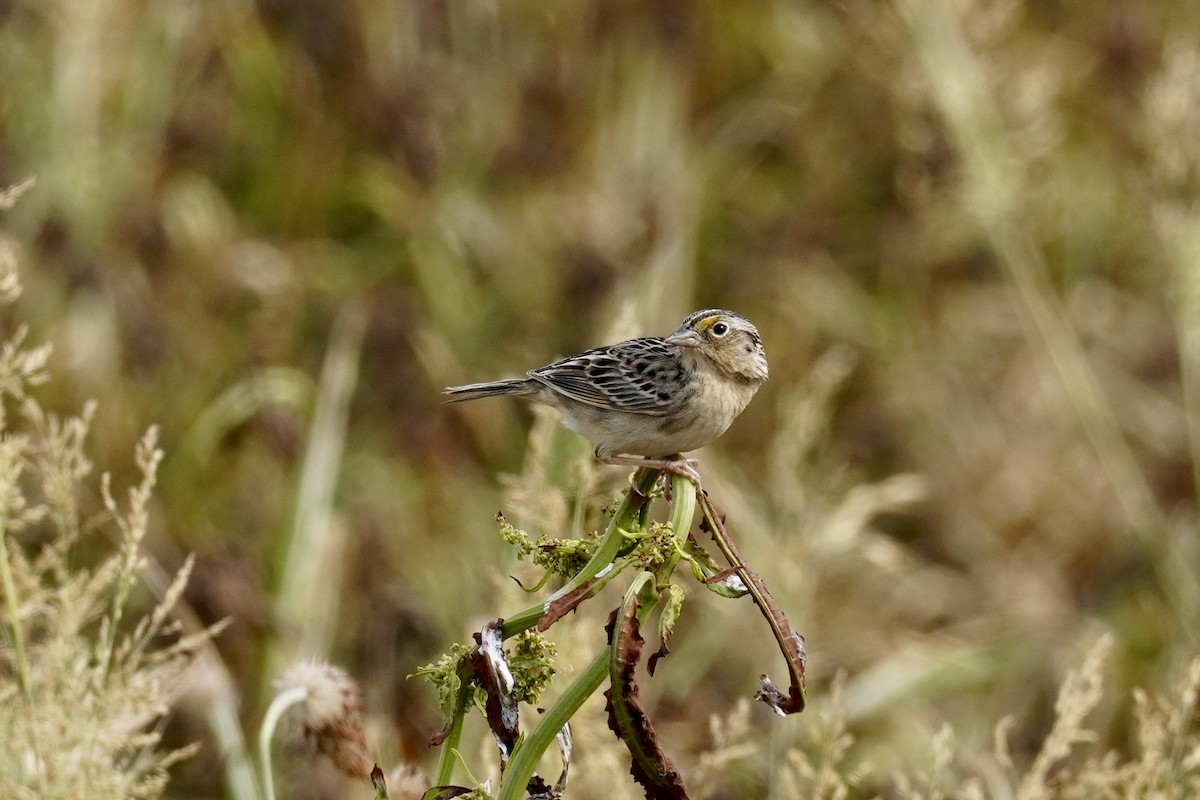 Grasshopper Sparrow - ML620070626