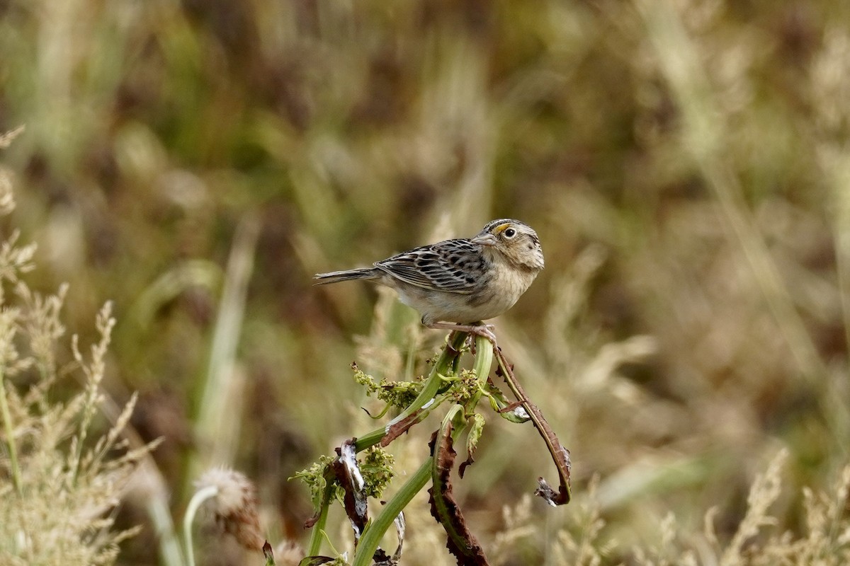 Chingolo Saltamontes - ML620070626