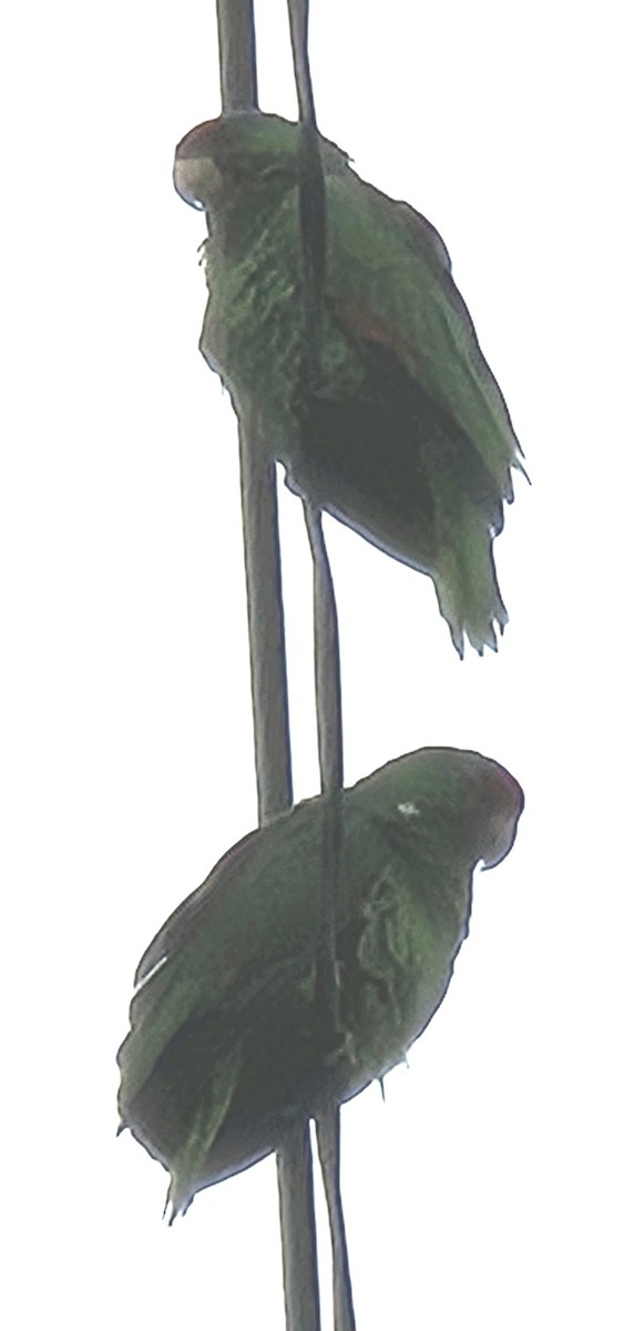 Red-crowned Parrot - ML620070628