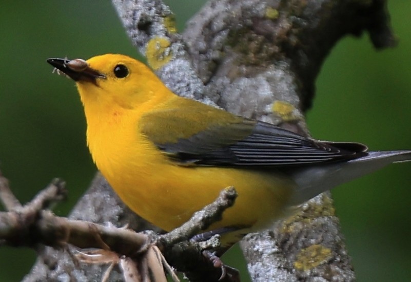 Prothonotary Warbler - ML620070630