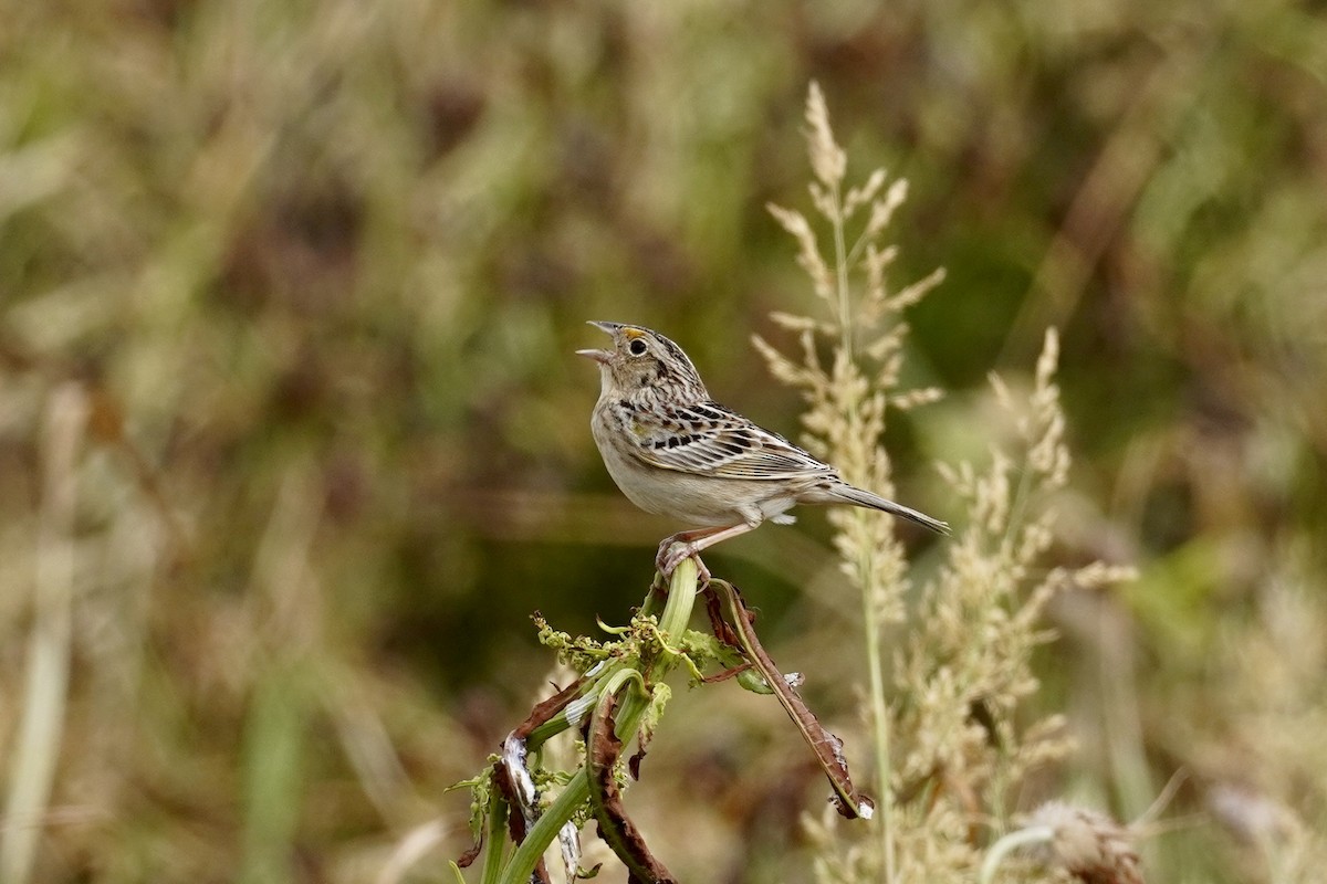 Grasshopper Sparrow - ML620070635