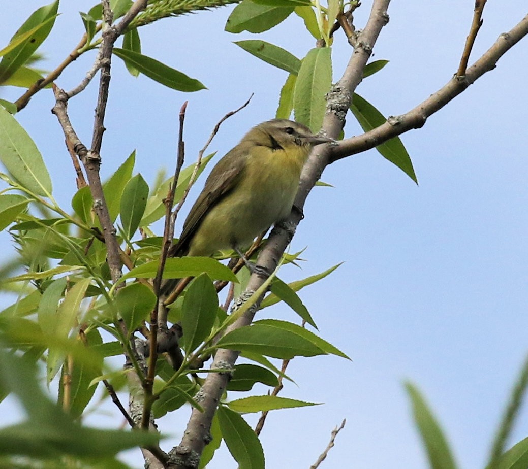 Philadelphia Vireo - ML620070650