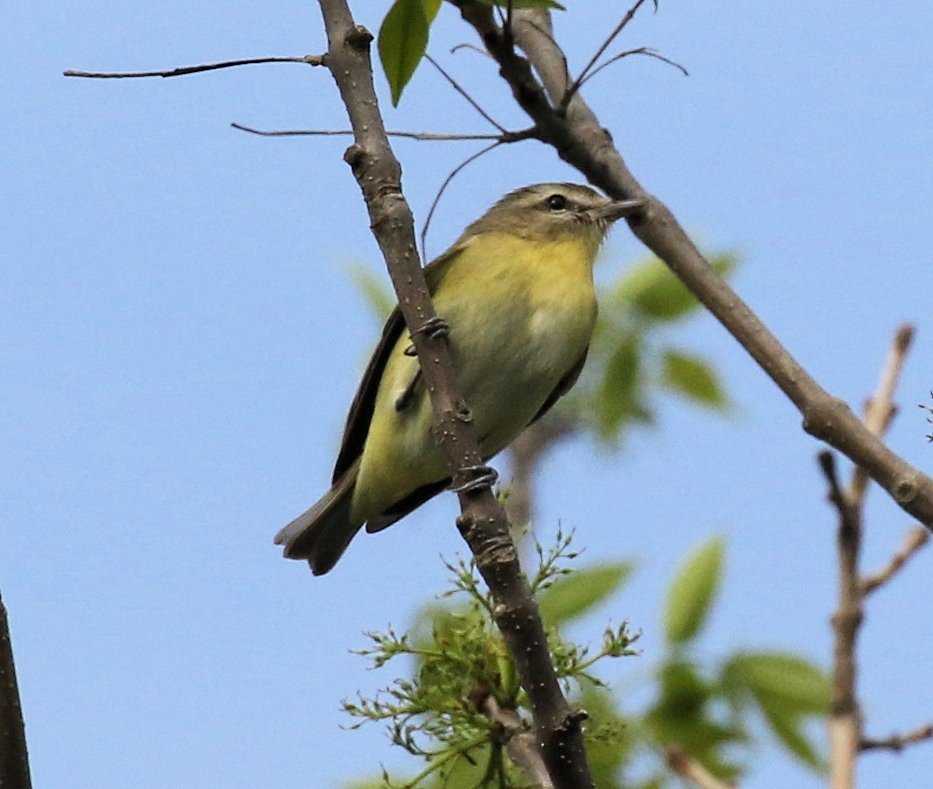 Philadelphia Vireo - ML620070651