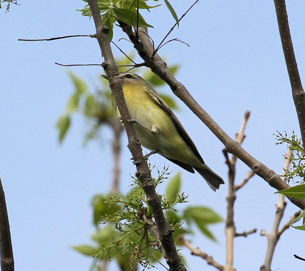 Віреон цитриновий - ML620070652