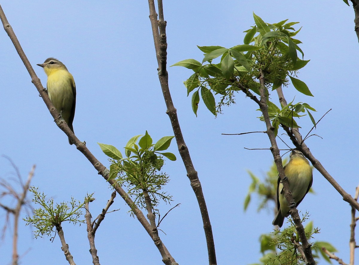 Philadelphia Vireo - ML620070653