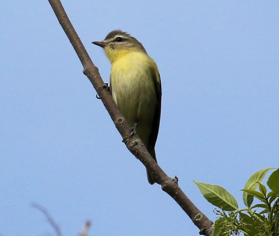 Philadelphia Vireo - ML620070654