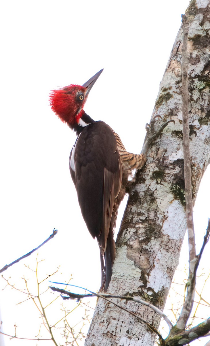 Guayaquil Woodpecker - ML620070681