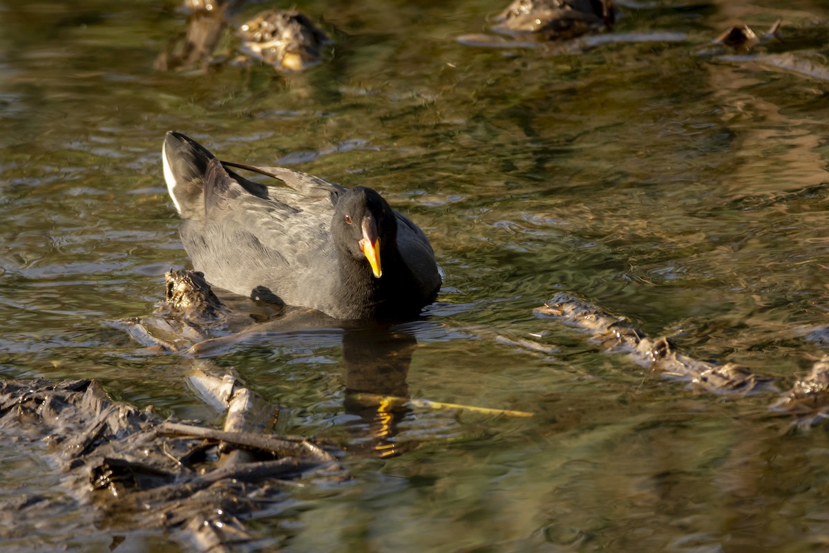 Red-fronted Coot - ML620070695