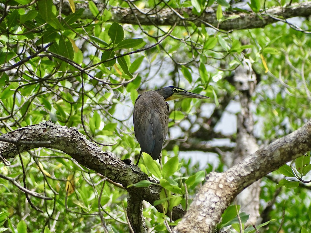 Bare-throated Tiger-Heron - ML620070721