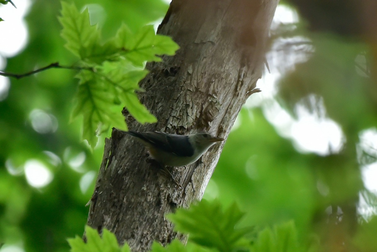 White-breasted Nuthatch - ML620070763