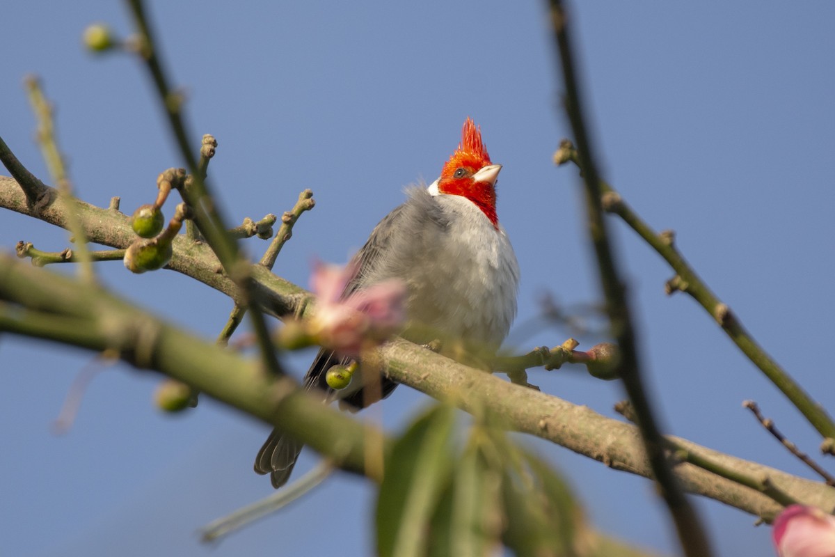 Red-crested Cardinal - ML620070769