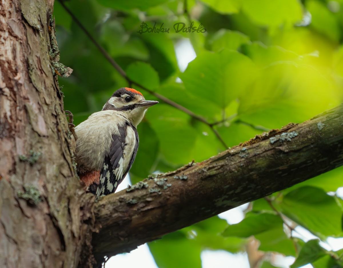 Middle Spotted Woodpecker - ML620070793